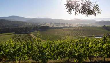 De Bortoli Wines Yarra Valley Vineyard