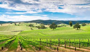 'Ancestor' vines in Barossa Valley, Australia