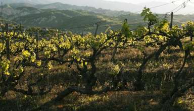 Vineyards in Bulgaria