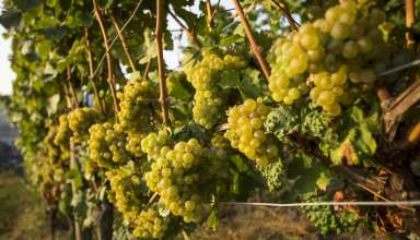 Riesling grapes in Rhine River wine region