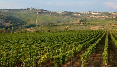 Vineyard in Tuscany, Italy