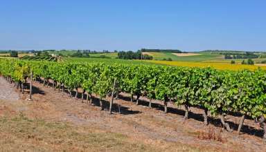 Vineyard of Pineau grapes in the Cognac region