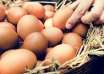 Chicken eggs