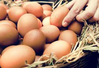 Chicken eggs