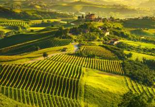 Vineyards in Piedmont, Italy