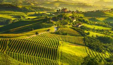 Vineyards in Piedmont, Italy