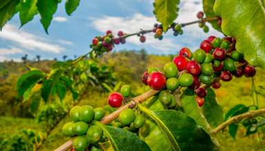 Closeup of coffee fruit in coffee farm and plantations in Manizales, Colombia