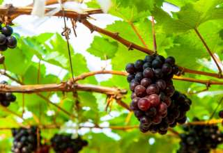 Wine grapes in PB Valley Khao Yai